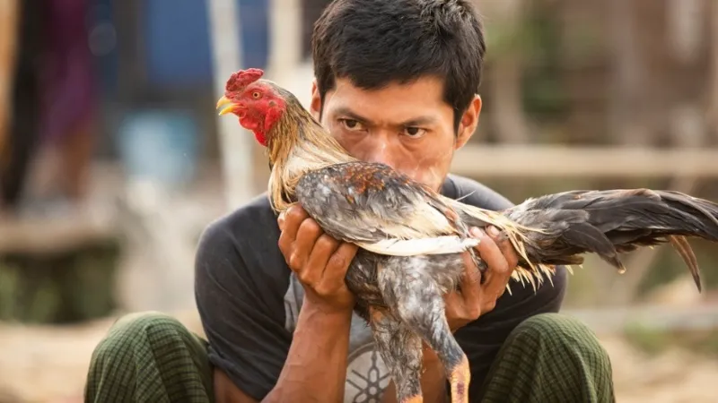 Ethical Concerns and Animal Welfare in Sabong