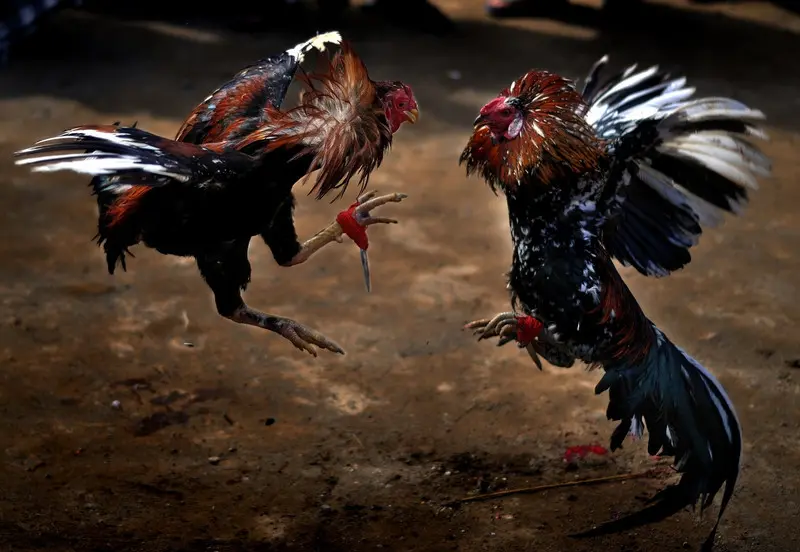 Some of the latest information about online cockfighting in Cambodia