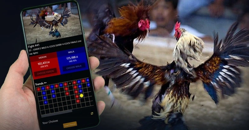 Specific instructions on how to bet on cockfighting