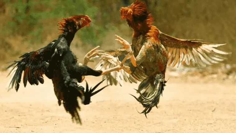 What is Thomo cockfighting?