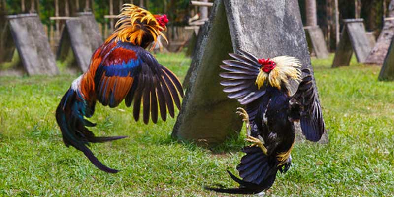 Introducing some information about Jili Asia cockfight